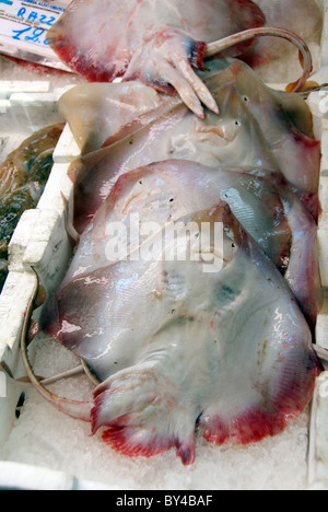 Underside of the semi-transparent Thornback ray on sale in the fish market in Livorno also known as Leghorn, fresh food market Stock Photo