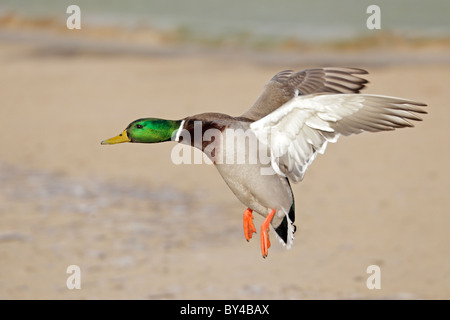 Drake Mallard in flight Stock Photo