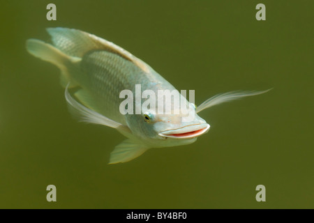 Farm Raised Tilapia Swimming In Green Waters Small Amount Of Chromatic Aberration Due To Water Diffraction Stock Photo