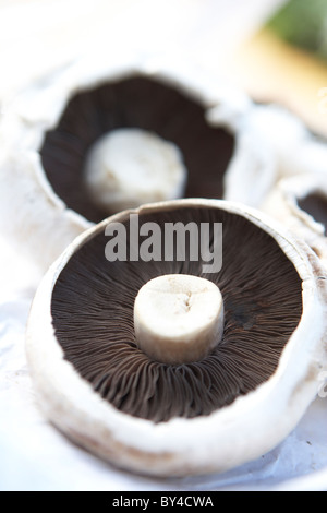 Mushrooms Stock Photo