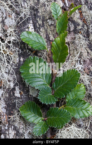 Lenga (Nothofagus pumilio) leaves with bark in the background Parque Nacional Tierra del Fuego west of Ushuaia Argentina Stock Photo