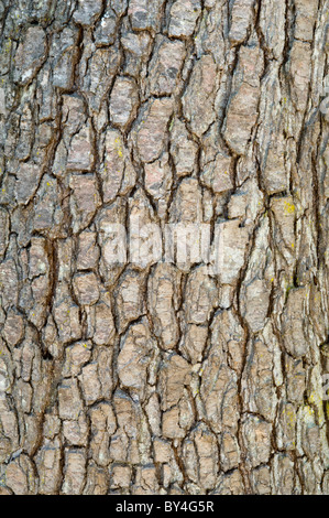 Southern Beech (Nothofagus sp.)tree trunk and bark Senda Hito XXIV trail Parque Nacional Tierra del Fuego east of Ushuaia Argent Stock Photo