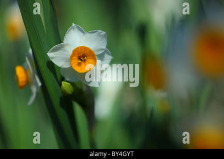 Daffodil Flowers Stock Photo