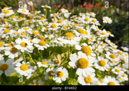 Feverfew Tanacetum parthenium; syn. Chrysanthemum parthenium in full bloom in summer sunshine bees love it Stock Photo