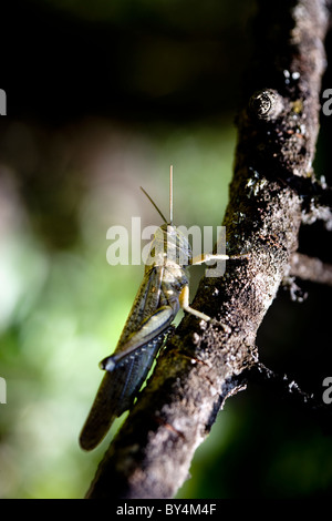 Locust on a branch, Sardinia, Italy Stock Photo