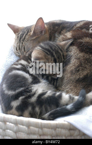 Two Tabby Cats Sleeping Stock Photo