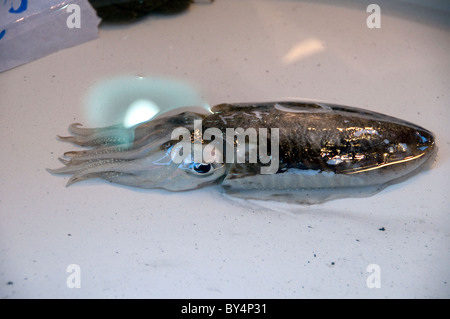 Live squid on sale in the Spaccanapoli street of Naples, Italy. Stock Photo