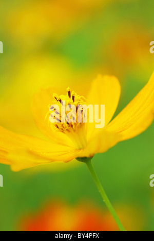 Yellow Cosmos Flower Stock Photo