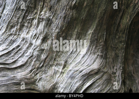 Close-up of Japanese cedar tree, Yakushima, Kagoshima Prefecture, Kyushu, Japan Stock Photo