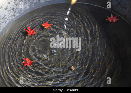 Japanese maple leaves floating on water Stock Photo