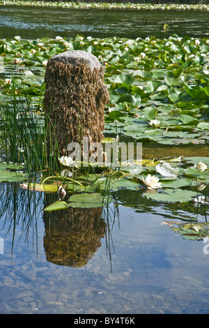 Bosherston Water Lily Ponds, Stackpole Estate, Pembrokeshire Stock Photo
