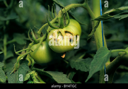 Tomato fruitworm (Helicoverpa armigera) damage to tomato fruit, Portugal Stock Photo