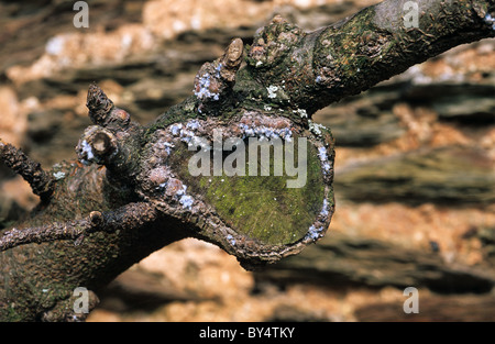 Woolly Aphid (Eriosoma lanigerum) colony on apple pruning scar Stock Photo