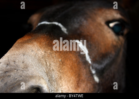 A close up photograph of a horse staring down the lens showing his nostrils nose eye and the rest of his head Stock Photo