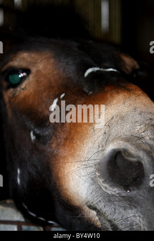 A close up photograph of a horse staring down the lens showing his nostrils nose eye and the rest of his head Stock Photo