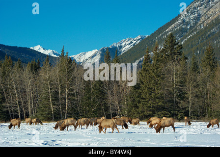 Elk in front of the Canadian Rockies, Alberta, Canada Stock Photo