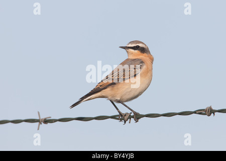 A male Northern Wheatear (Oenanthe oenanthe) perches on a barbed-wire fence.