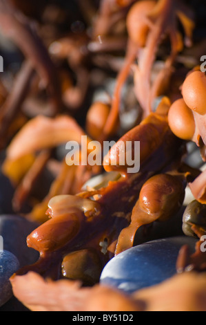 Macro view of bladder wrack seaweed, fucus vesiculosus amongst pebbles on Cold Nap beach, Barry, South Wales, UK Stock Photo
