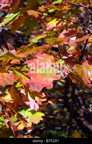 The leaves of a Scarlet Oak tree in Autumn Poynton Park Cheshire England Stock Photo