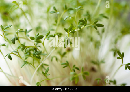 Curled Cress, Lepidium sativum Stock Photo