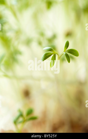 Curled Cress, Lepidium sativum Stock Photo