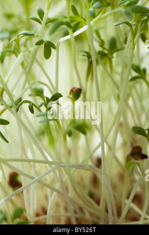 Curled Cress, Lepidium sativum Stock Photo