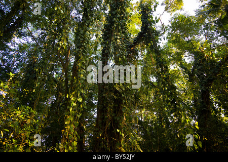 Punta Pirikiki coastal rainforest tress in southern Puerto Viejo, Costa Rica. Stock Photo