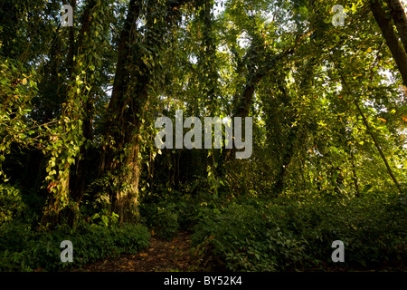 Punta Pirikiki coastal rainforest trail in southern Puerto Viejo, Costa Rica. Stock Photo