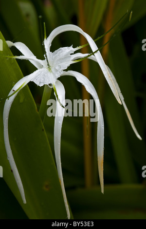 Beach Spider Lily (Hymenocallis littoralis) in the Gandoca-Manzanillo Wildlife Refuge near Puerto Viejo in Limon Province, Costa Rica. Stock Photo