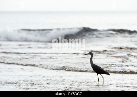 Little Blue Heron (small heron) fishing along the Caribbean coast in Playa Cocles in Puerto Viejo de Talamanca, Limon Province, Costa Rica. Stock Photo