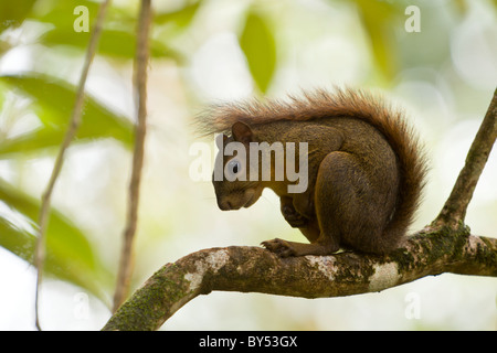 Red-tailed squirrel (Sciurus granatensis) foraging in the Gandoca-Manzanillo Wildlife Refuge, Limon Province, Costa Rica. Stock Photo