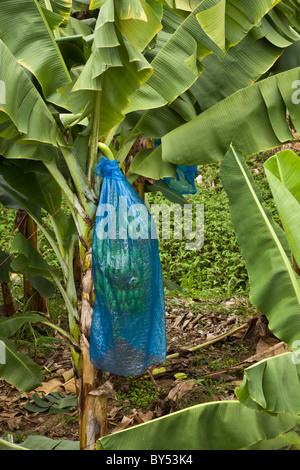 Banana bunch encased in a blue plastic bag to protect them from insects and other animals in Limon Province, Costa Rica. Stock Photo