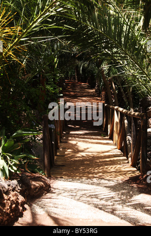 Footpath in bright sun under palm trees Stock Photo