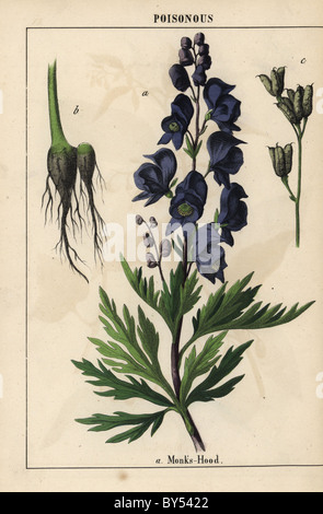 Monks hood with blue flowers, Aconitum napellus. Stock Photo