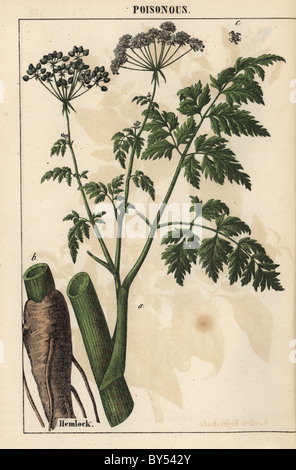 Poison hemlock, Conium maculatum. Chromolithograph after a botanical ...