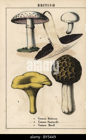 Common mushroom Agaricus, golden chantarelle mushroom Cantharellus cibarius and morel mushroom Morchella esculenta. Stock Photo