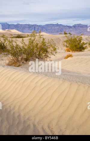 Sand ripple pattern with Creosote bushes, Larrea tridentata, at the Mesquite Flat Sand Dunes, Death Valley, California USA. Stock Photo