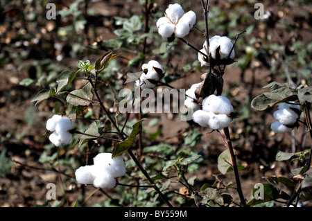 Cotton balls ready for harvest Stock Photo