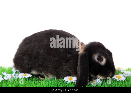 Cute little bunny on green meadow. All on white background. Stock Photo