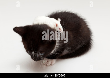 Child cat and grey mouse on white background Stock Photo