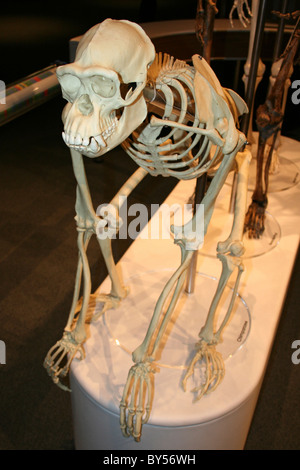 Chimpanzee Skeleton Stock Photo