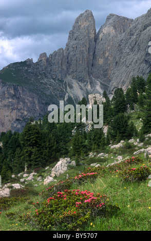 Alpine meadow in the dolomites Italy Stock Photo - Alamy