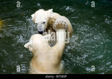 Kids of Polar Bear (Ursus maritimus, Thalarctos maritimus) in water Stock Photo