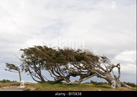 Lenga, Southern Beech (Nothofagus pumilio) trees flagged by strong winds Route 3 east of Ushuaia to Estancia Harberton Stock Photo