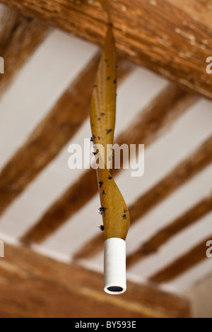 Flypaper with dead flies stuck to it Stock Photo