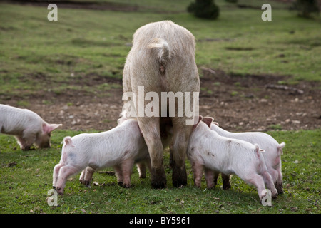 Piglets feeding from a pig in a field Stock Photo