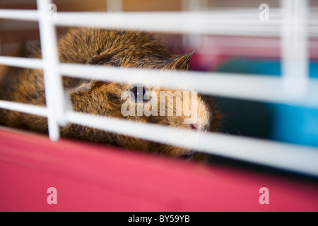 Guinea pig in cage Stock Photo