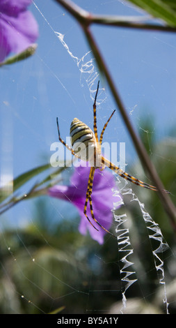 Black and Yellow Garden Spider (Argiope aurantia) on a web