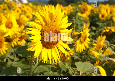 Field of Sunflower flowering heads Stock Photo