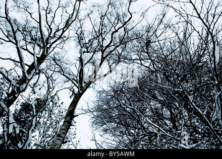 Deciduous wintering trees with snow on branches Stock Photo